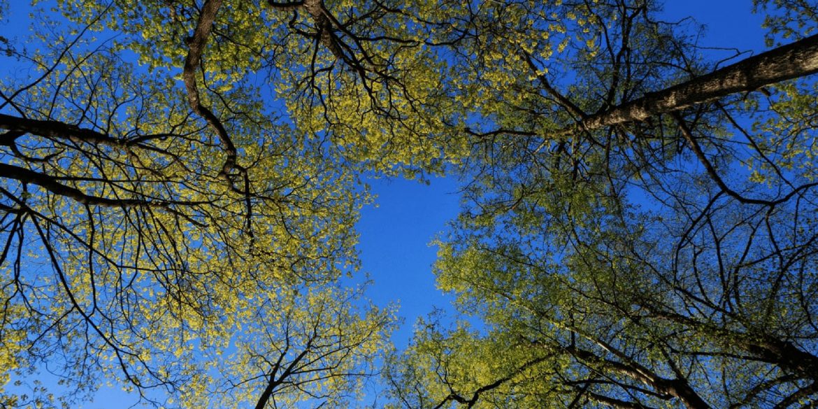 Why Trees Are Important - The Environmental, Social & Economic Benefits