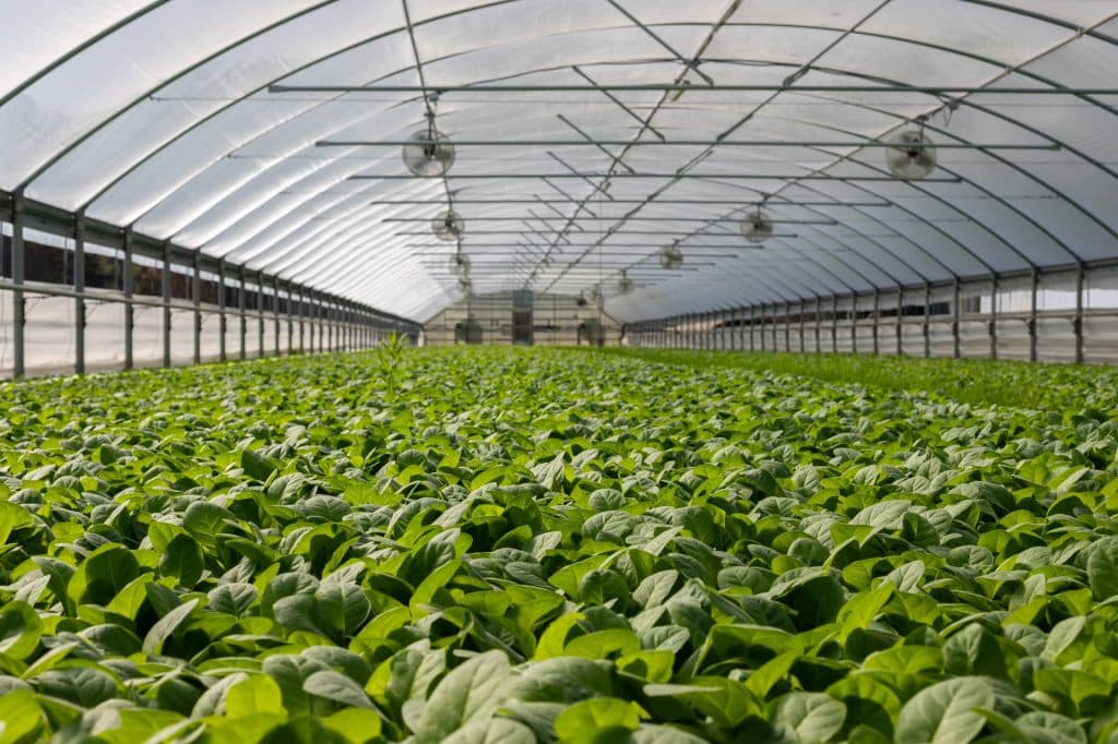 commercial greenhouse kits