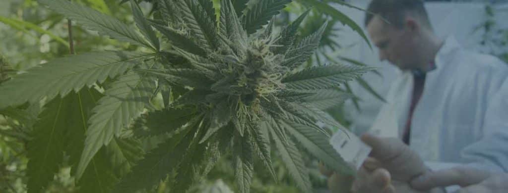 CBD & Blood Pressure