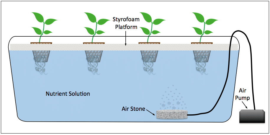 DWC Hydroponics
